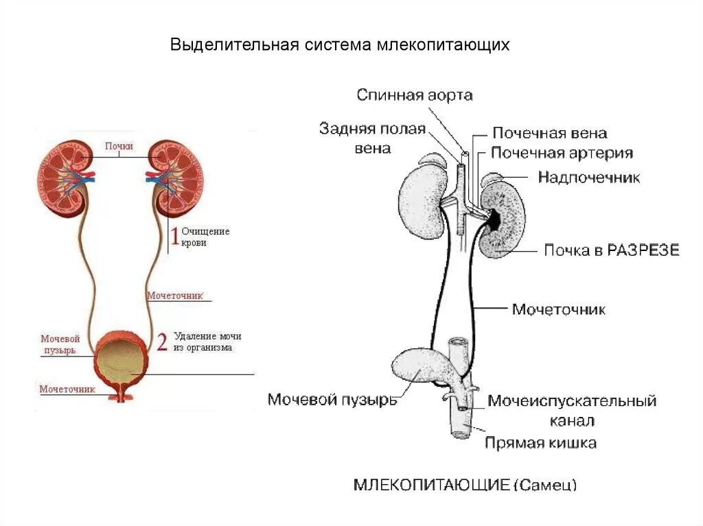 Мочеточники млекопитающих. Выделительная система млекопитающих схема. Система выделения у млекопитающих. Выделительная система строение почки. Органы выделительной системы схема.