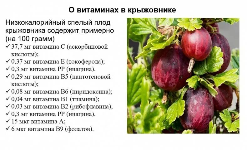 Крыжовник содержание витаминов. Витамины в крыжовнике полезные. Крыжовник витамины и микроэлементы. Полезные вещества в крыжовнике. Для чего полезен крыжовник.