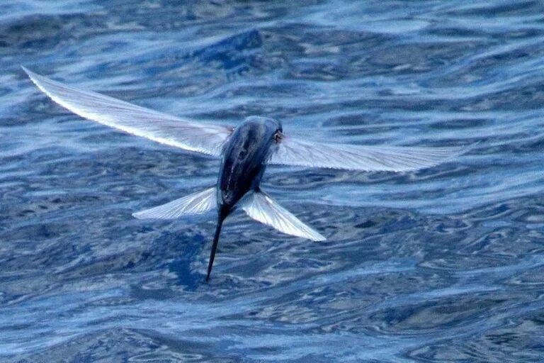 FISH THAT ARE TIRED OF LIVING IN THE WATER - YouTube