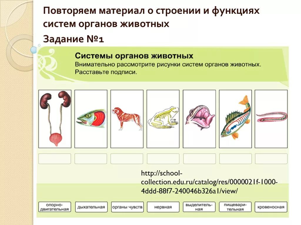 Система органов животных 8 класс биология. Системы органов животных и их функции анатомия животных. Системы органов животных 6 класс биология. Системы органов животных и системы органов растений. Органы и системы органов животных 7 класс биология.