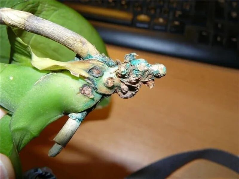 Орхидея без листьев и с корнями. Как спасти орхидею без. Фаленопсис реанимация корней. Как спасти орхидею без. Орхидея без листьев.