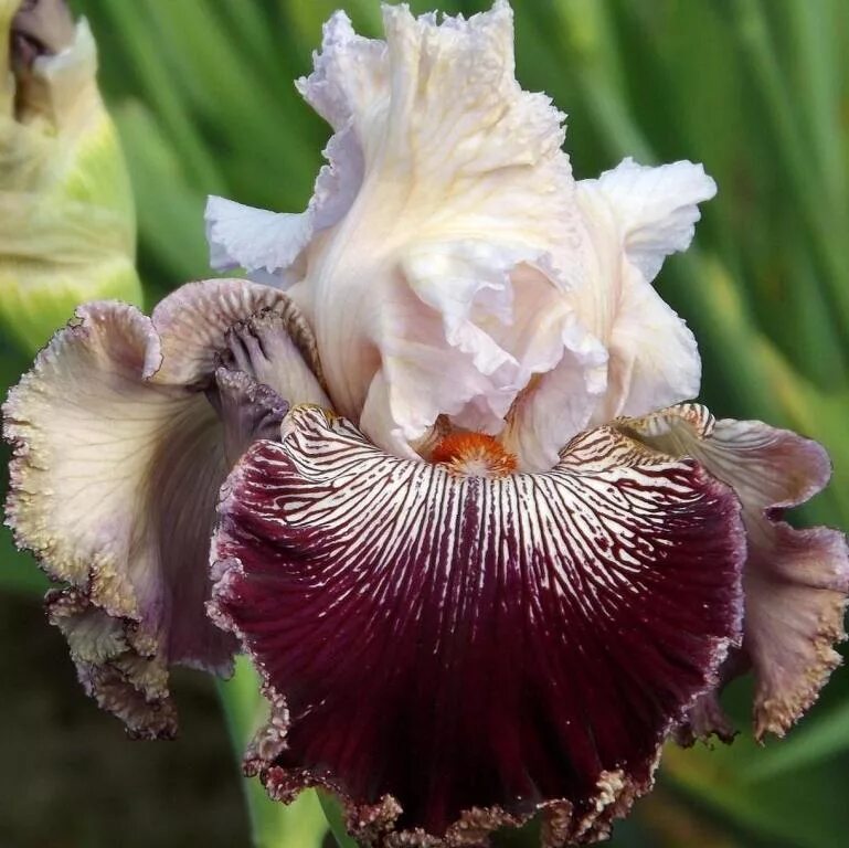 ирис бородатый римфайер. ирис германский брейкерс. ирис германский сиа дабл. ирис жена пети. ирис бородатый latin lover.