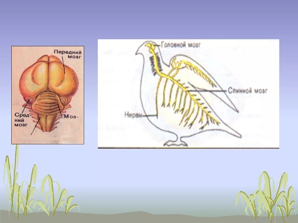 Внутреннее строение птиц. Спинной мозг птиц. Внутреннее строение птиц нервная система. Внутреннее строение птиц органы чувств.