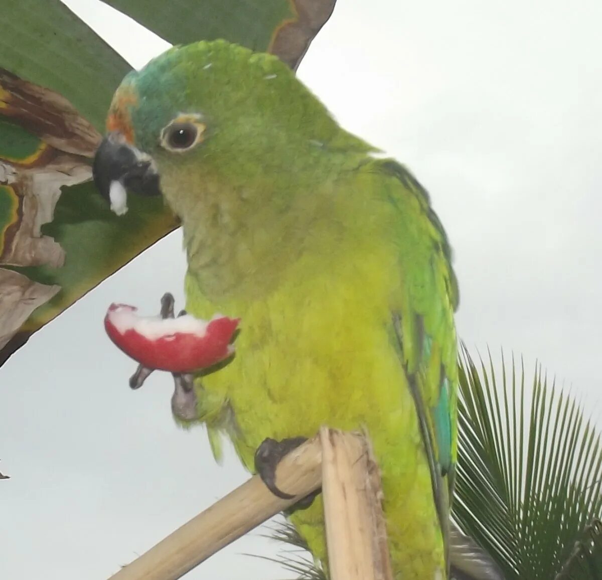 Parrots names. Бразильский попугай. Бразильянский попугаи. Попугаи в Португалии. Экзотические животные Бразилии.