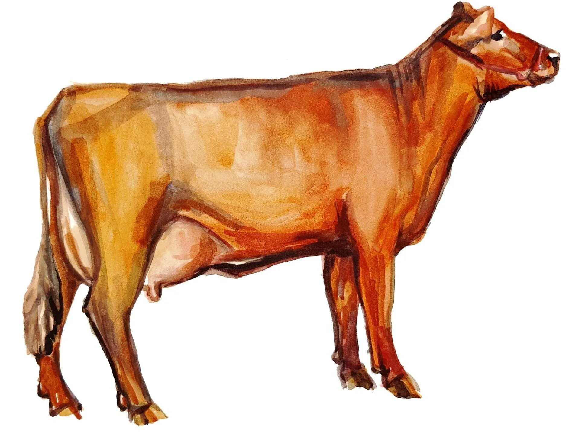 Красная Степная порода коров. Красная Степная порода скота. Суксунская порода коров. Красная Датская порода коров.