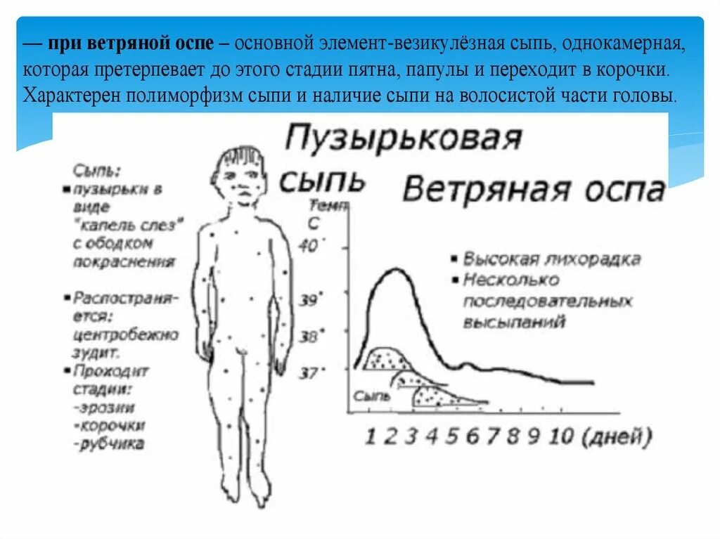 Этапность высыпаний при ветряной оспе. Стадии развития сыпи при ветряной оспе. Последовательность сыпи при ветряной оспе. Динамика развития элементов сыпи при ветряной оспе. Этапность появления сыпи при кори