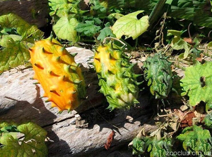 Кивано африканский огурец. Рогатая дыня. Крымский фрукт кивано. Кивано дикобраз. Кивано зеленый дракон описание.