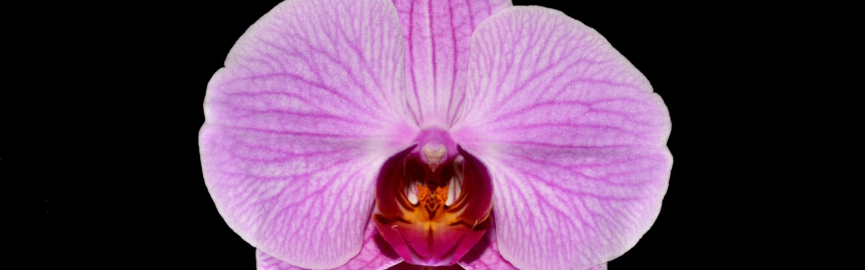 Орхидея бинти фото Орхидея Фаленопсис Галифакс 2 ст купить в интернет-магазине по низкой цене на