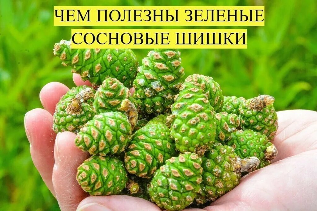 Когда собирают зеленую шишку