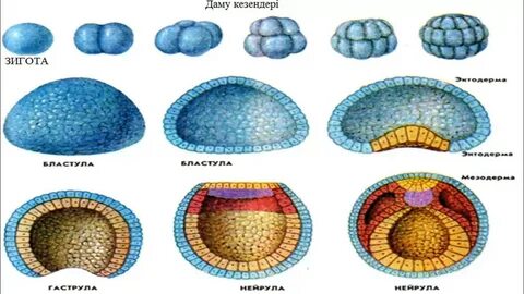 Есек жалатын порно фильмдерді қараңыз