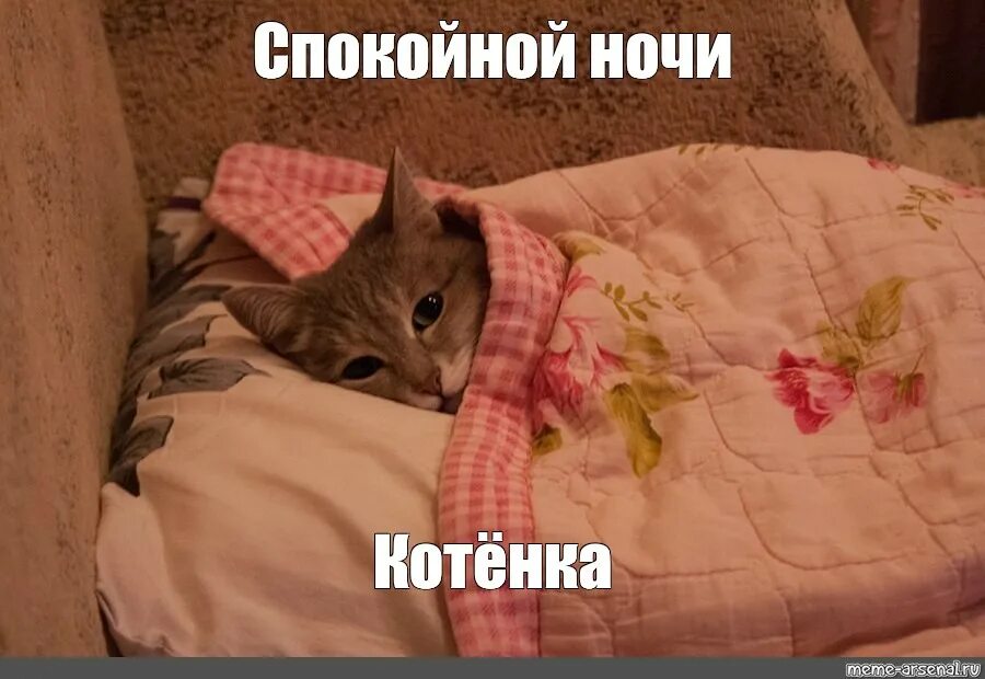 Night meme. Спокойной ночи котик Мем. Спокойной ночи мемы с котиками. Котик желает спокойной ночи Мем. Спокойный кот Мем.