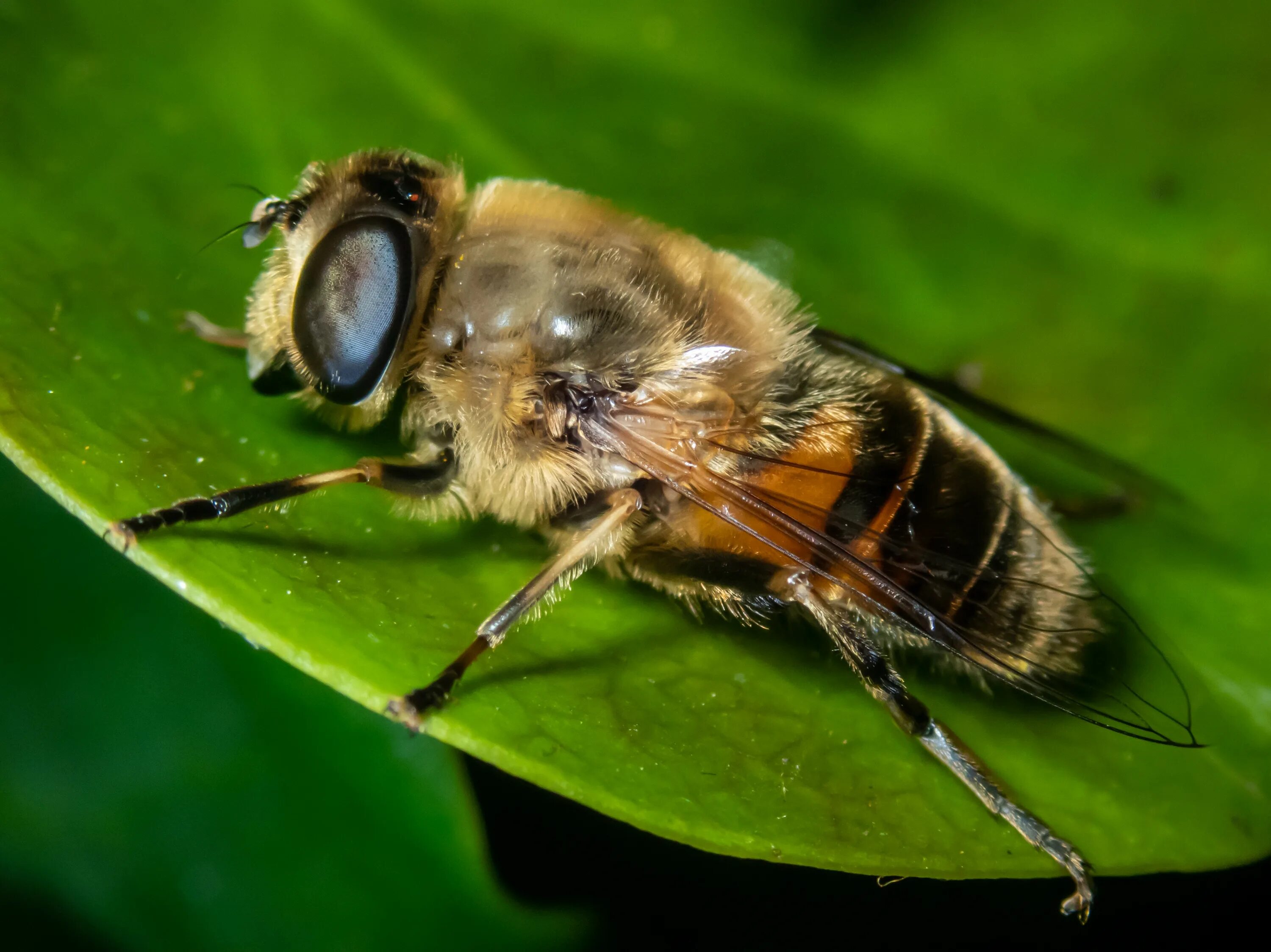 Пчеловидки. Eristalis Tenax. Ильница пчеловидка. Личинка мухи пчеловидки. Пчеловидка обыкновенная Eristalis Tenax.