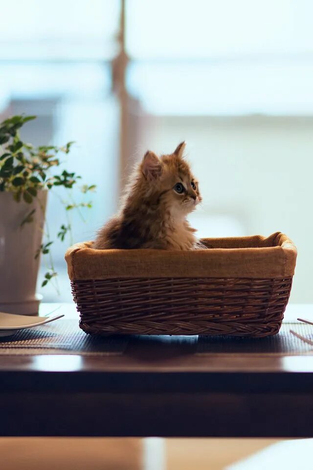 Котенок на столе. Котенок за столом. Обои на рабочий стол котята. Стол кошечка