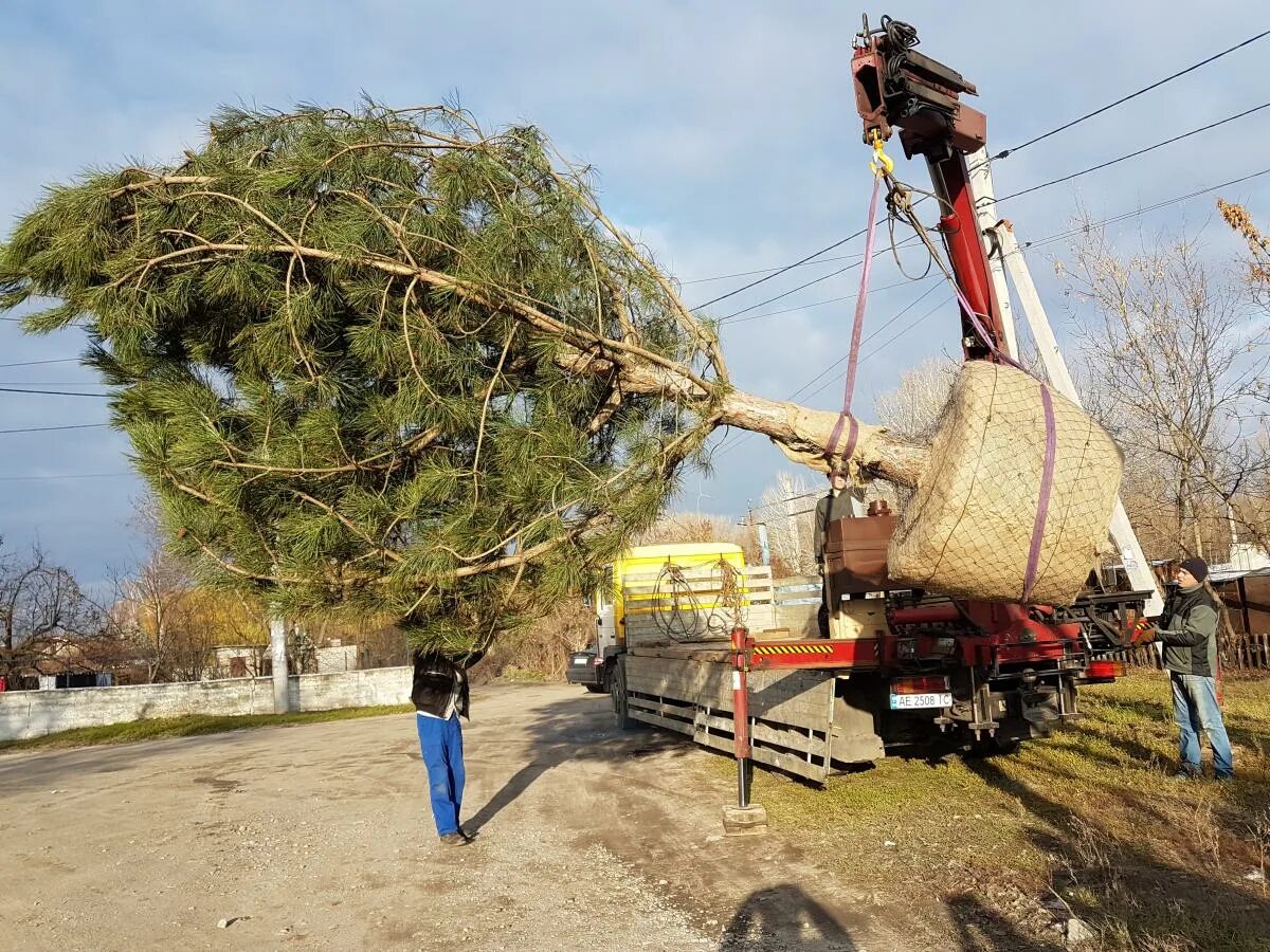 Посадка крупномерных деревьев. Посадка крупномеров. высадка крупномерных деревьев. пересадка деревьев.