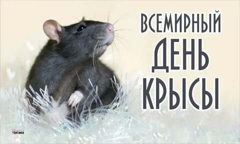 День крысы картинки прикольные с надписями