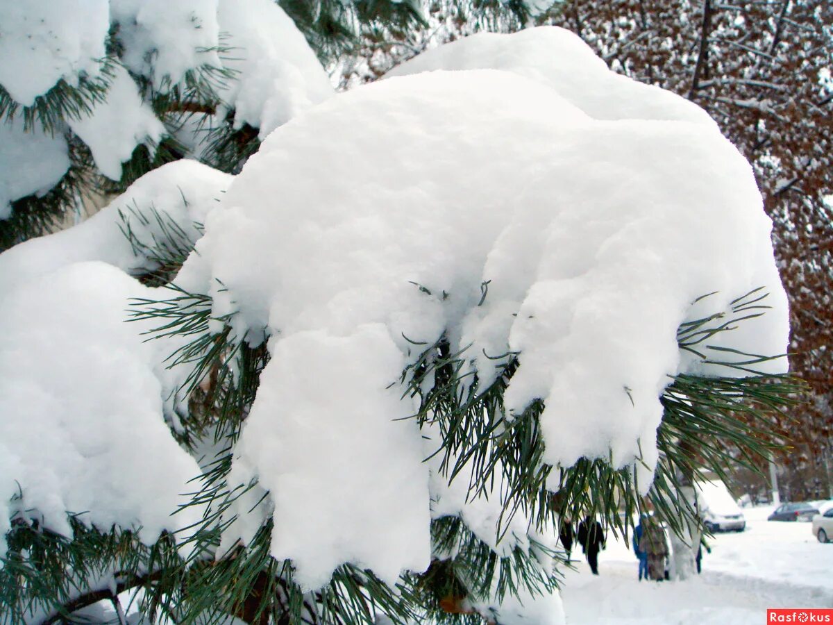 Снеговей. Шапка снега. Снежные шапки на деревьях. Под шапкой снега. Шапки снега на елках.
