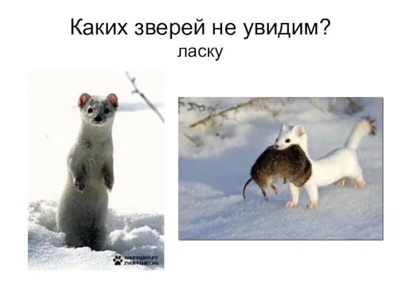 Горностай охотится на зайца. Ласка норка хорёк горностай. Восточно сибирский горностай. Горностай таймыр. Ласка бежит.