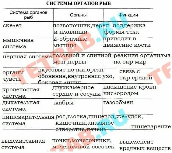 Заполните таблицу системы органов строение функции рыбы. Внутреннее строение рыб таблица отделы функции отделов. таблица внутреннее строение рыб 7 класс биология системы. таблица внутреннее строение рыб 7 класс биология. внутреннее строение рыб таблица строение.