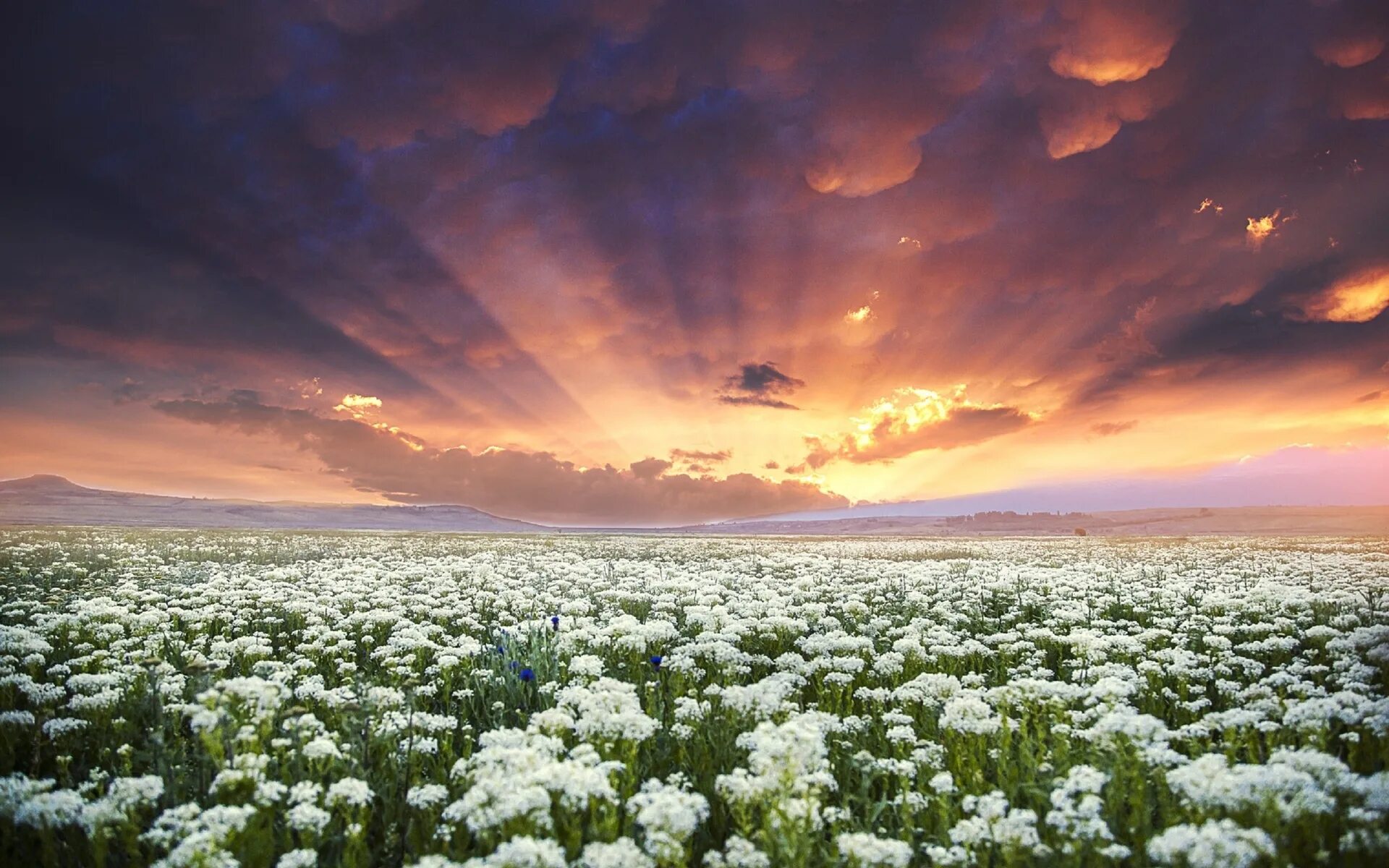 White fields