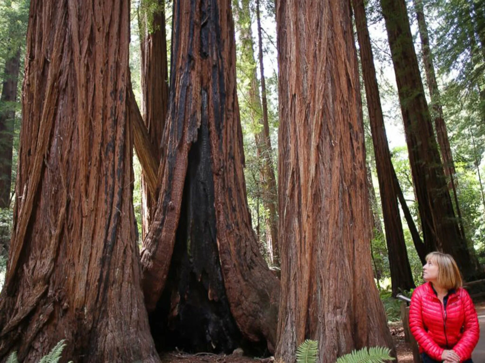 These are tall trees