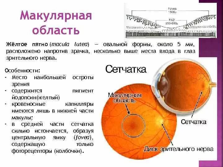 Строение желтого пятна глаза. Анатомия глаза макула. Строение сетчатки макула. Строение глаза макула.