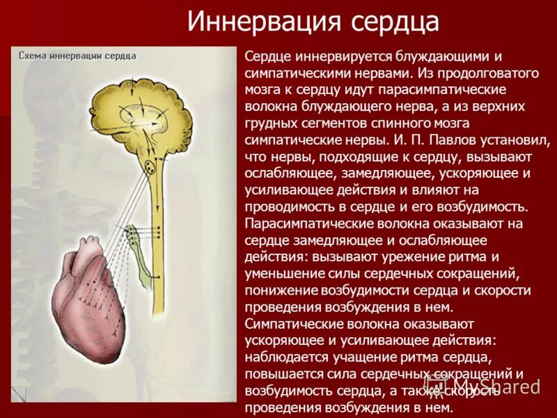 Парасимпатическая иннервация сердца