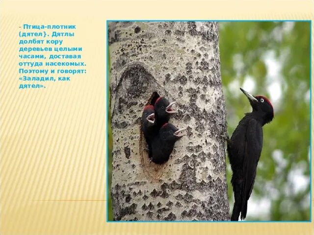Загадка я по дереву стучу червячка добыть. Загадка я по дереву стучу червячка добыть. Я по дереву стучу. Как долго стучал по дереву дятел 4. Карточка птицы дятел.