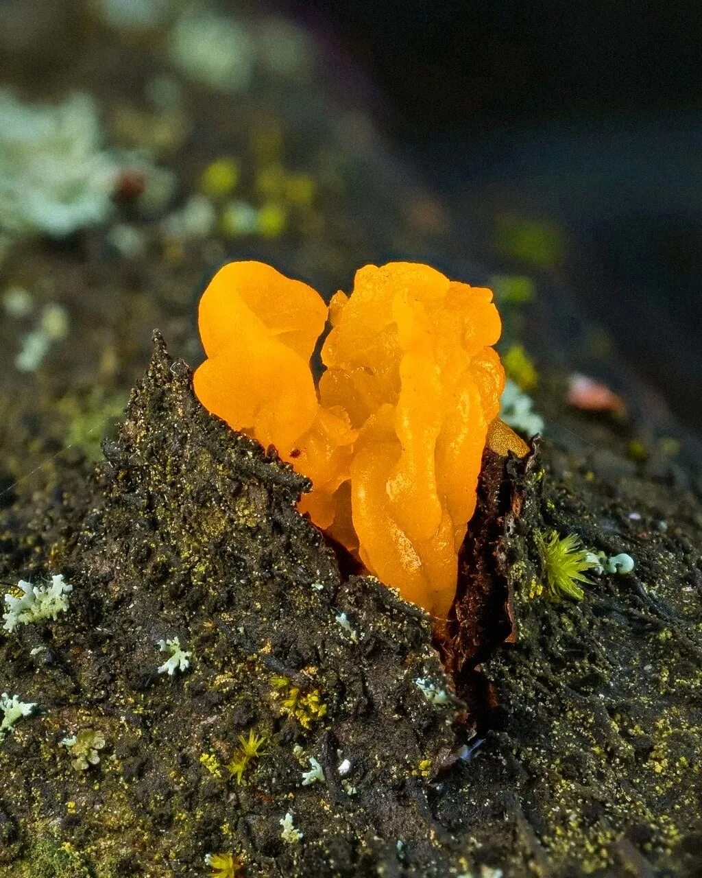 Дрожалка оранжевая (Tremella mesenterica). Тремелла фукусовидная. Слизевик Дрожалка оранжевая. Дрожалка фукусовидная.