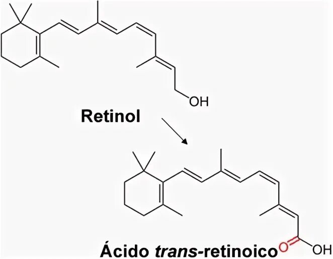 Кожаный транс. Превращение ретинола в ретиноевую кислоту.