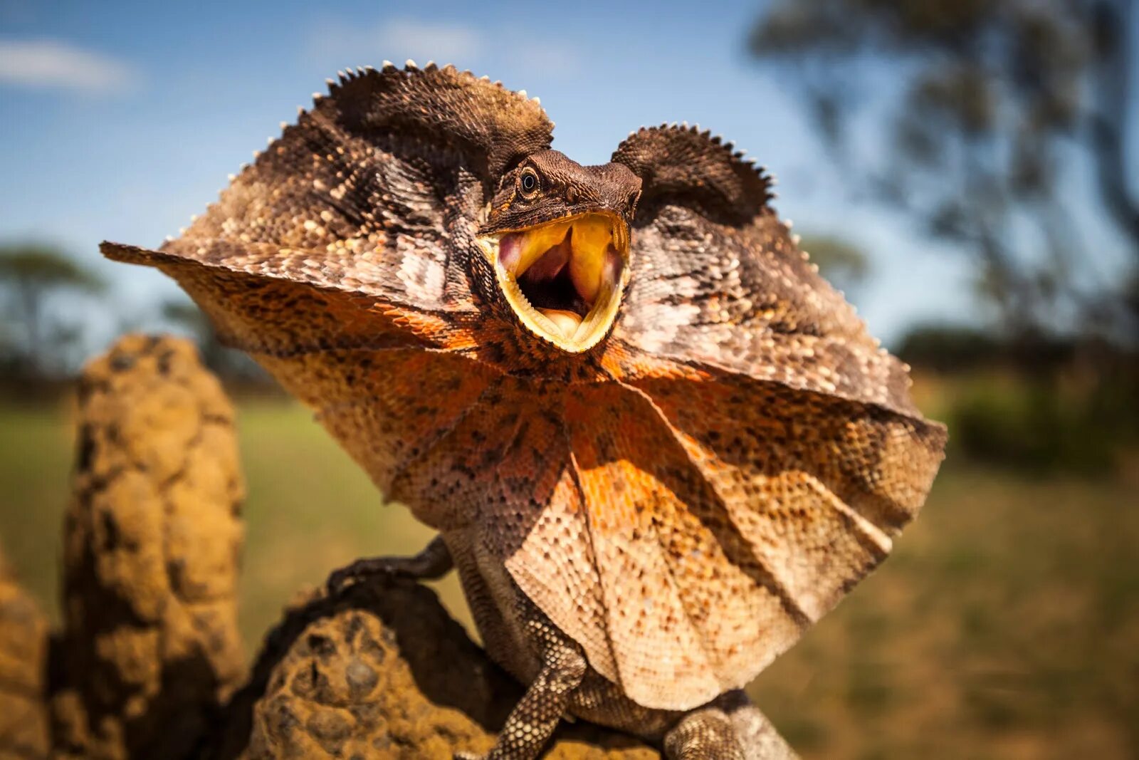 Зеленая игуана (iguana iguana). Ящерица круглоголовка песчанки. Ящерица с мешком на шее 5 букв. Ящерица агама плащеносная. Пустынная ящерица на белом фоне.