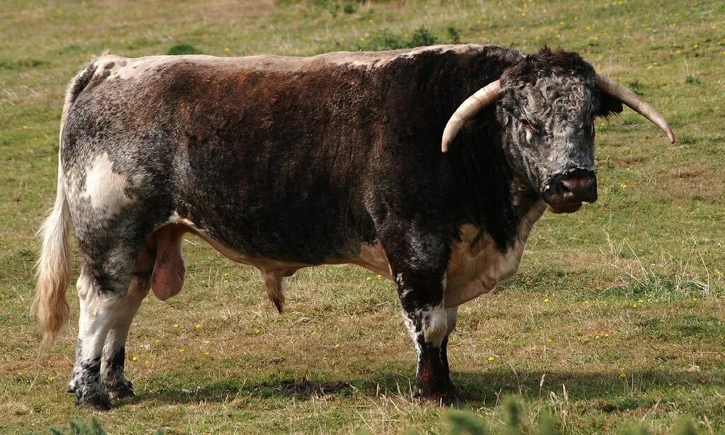 Bull cock. Bull. Romanin Longhorn.
