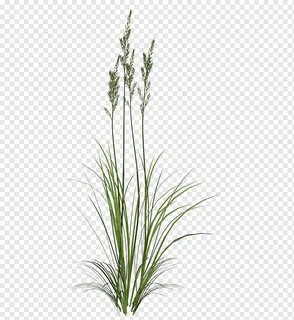 Pdf plant