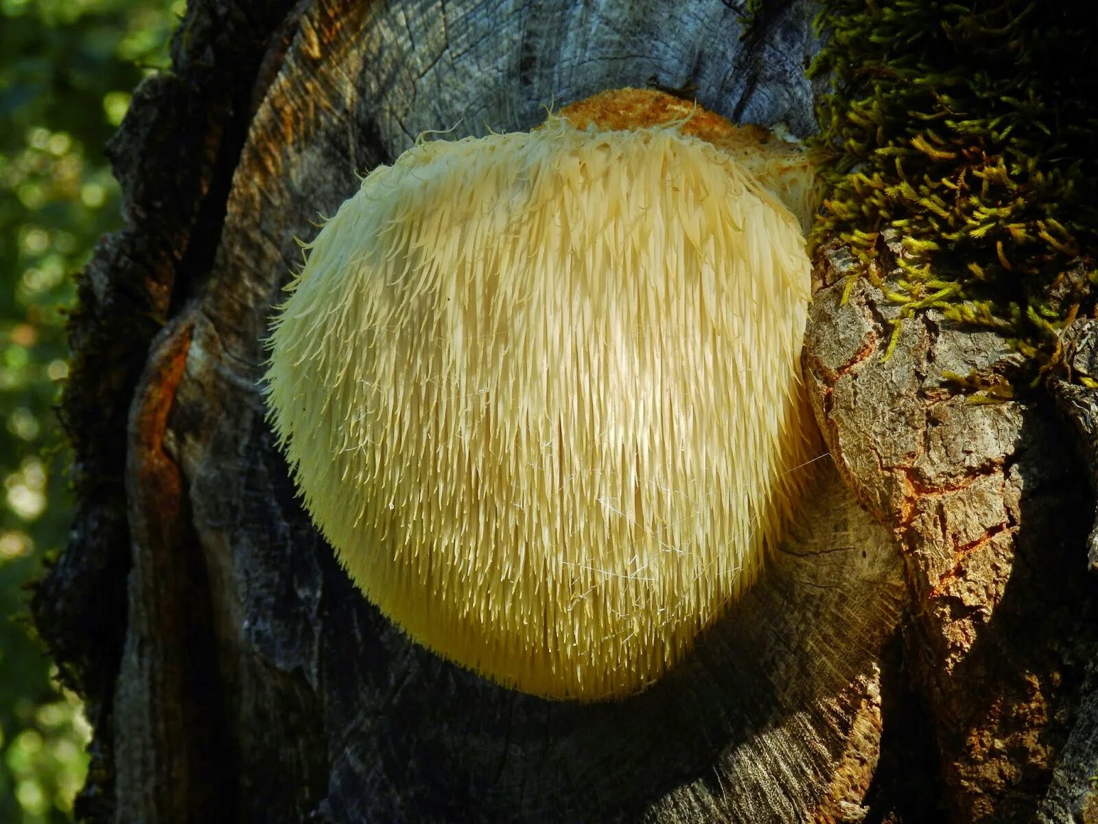 Львиная грива гриб. Hericium Erinaceus. Гриб грива Льва. Текстура грибов львиная грива. Герициум