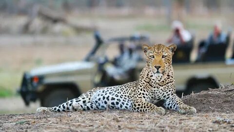 See wild animals