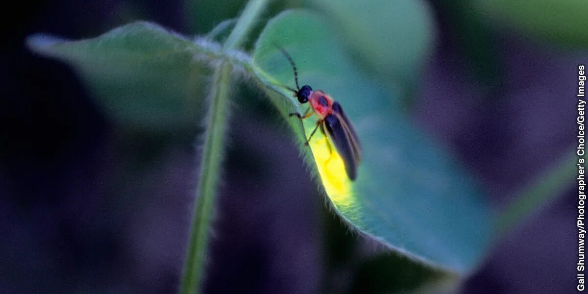 Светлячок селфи. Photinus pyralis. Пещерный жук светляк. Жук светлячок photuris. Светлячок селфи.