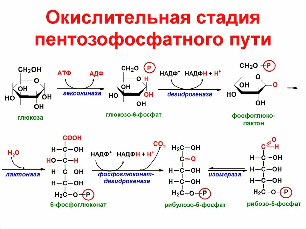 Пропионат гидролиз