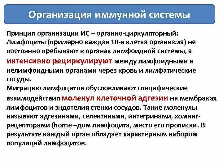 Общие принципы функционирования организации. Принципы организации иммунной системы. принцип действия иммунной системы. принцип функционирования иммунной системы. основной принцип организации системы иммунитета.