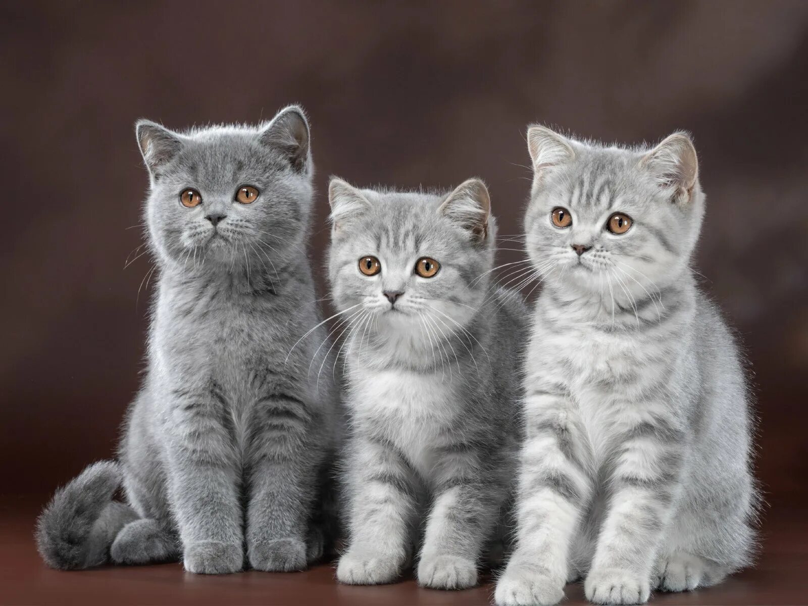 Котики разных видов