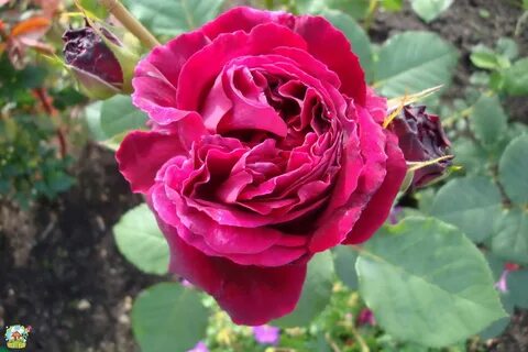 Розы псков