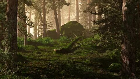 Deep woods