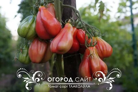 Томат коктебель