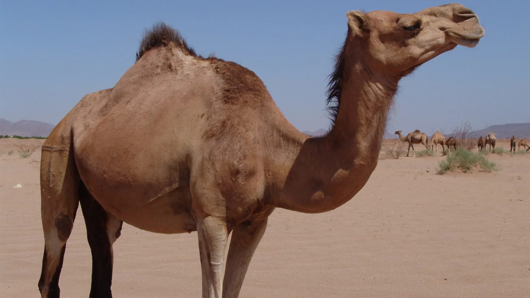 Верблюд метис 3 буквы. Одногорбый верблюд дромадер. Туркменский Арвана - одногорбый верблюд. Верблюд кэмел. Безгорбый верблюд.