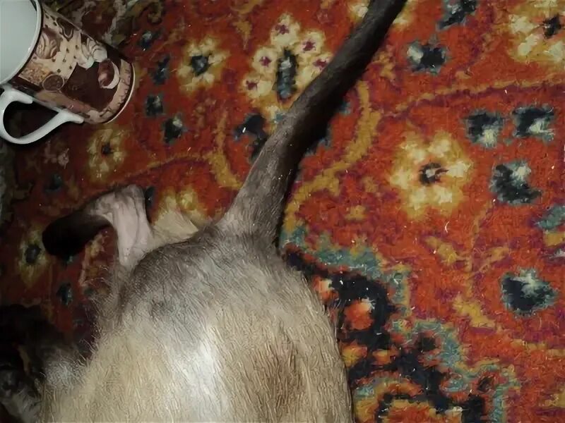 Почему кошки выгрызают шерсть