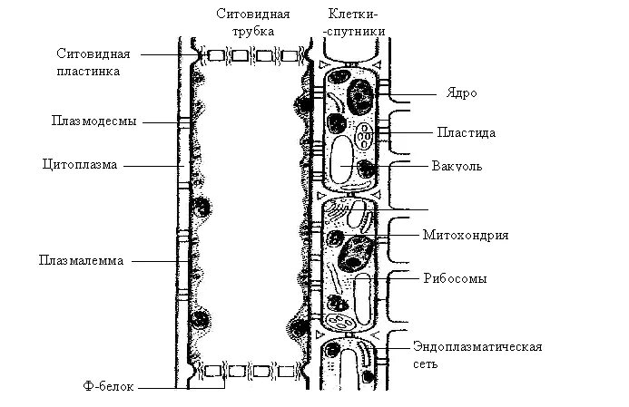 Ситовидные клетки строение. Клетка ситовидной трубки ядро. Строение ситовидных трубок. Схема строения ситовидной трубки и клетки –. Клетки спутницы флоэмы