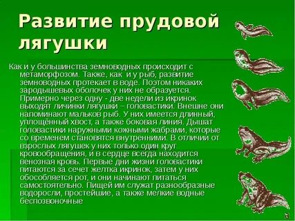 Жизнь земноводных проходит