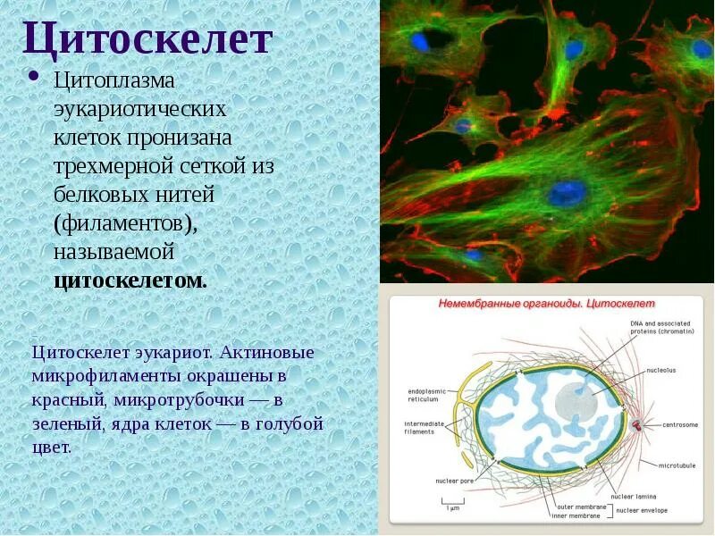 Функции цитоплазмы эукариотической клетки. Строение цитоскелета в эукариотической клетке. строение и функции цитоскелета. цитоскелет эукариот строение. цитоскелет эукариотической клетки строение и функции.
