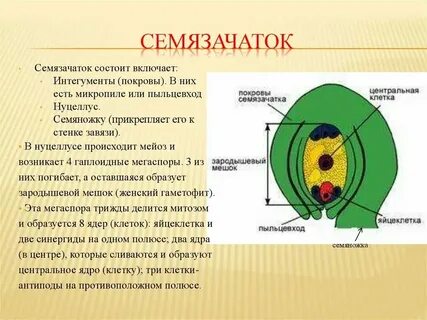 В семязачатках формируются