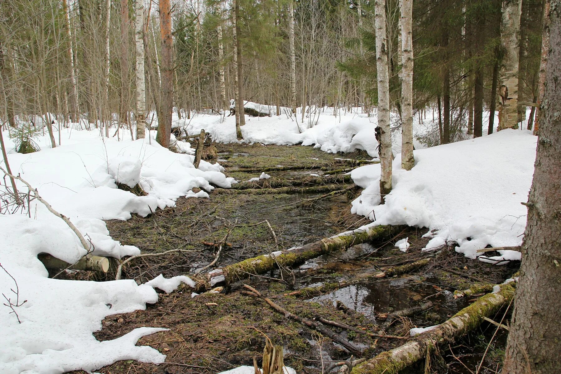 атаманы миновали лесную прогалину пошли по опушке