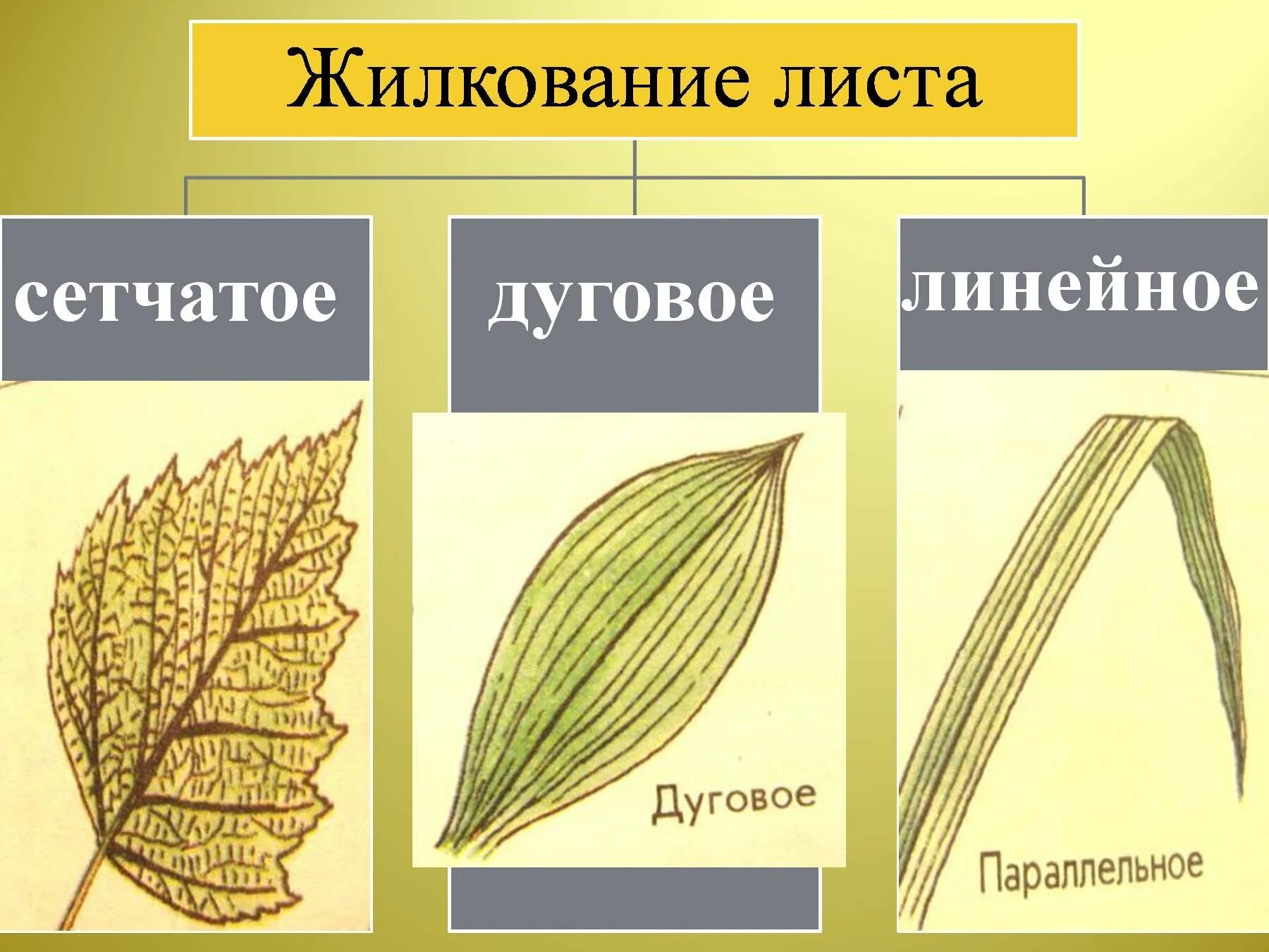 Сетчатое жилкование листьев какие растения. Типы жилкования листа 6 класс. Параллельное жилкование листьев. Параллельное жилкование листовой пластинки. Пальчатое жилкование листа.