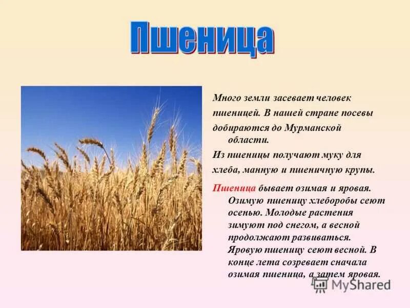 Сообщение о пшенице 3 класс. Сообщение о пшенице. Пшеница доклад 3 класс. Культурные растения пшеница. Проект про пшеницу.